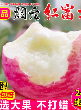 正宗山东烟台苹果水果新鲜红富士苹果脆甜5/10斤当季冰糖心苹果丑