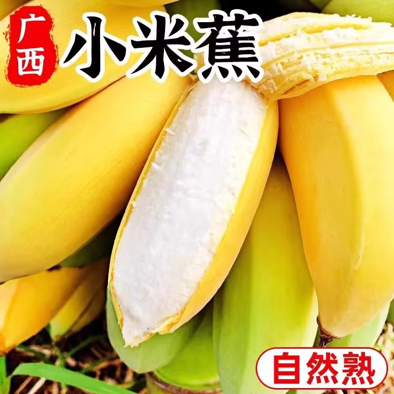 正宗广西小米蕉香蕉5斤新鲜水果整箱当季鲜苹果蕉自然熟粉蕉包邮