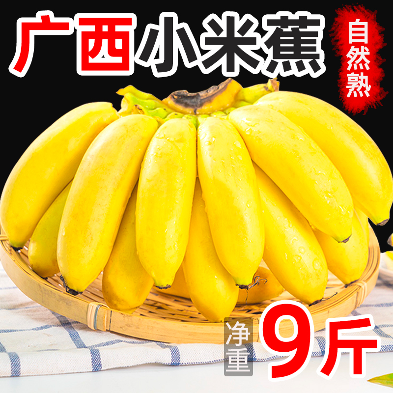 广西小米蕉当季新鲜水果9斤包邮整箱自然熟banana现摘苹果5粉香蕉