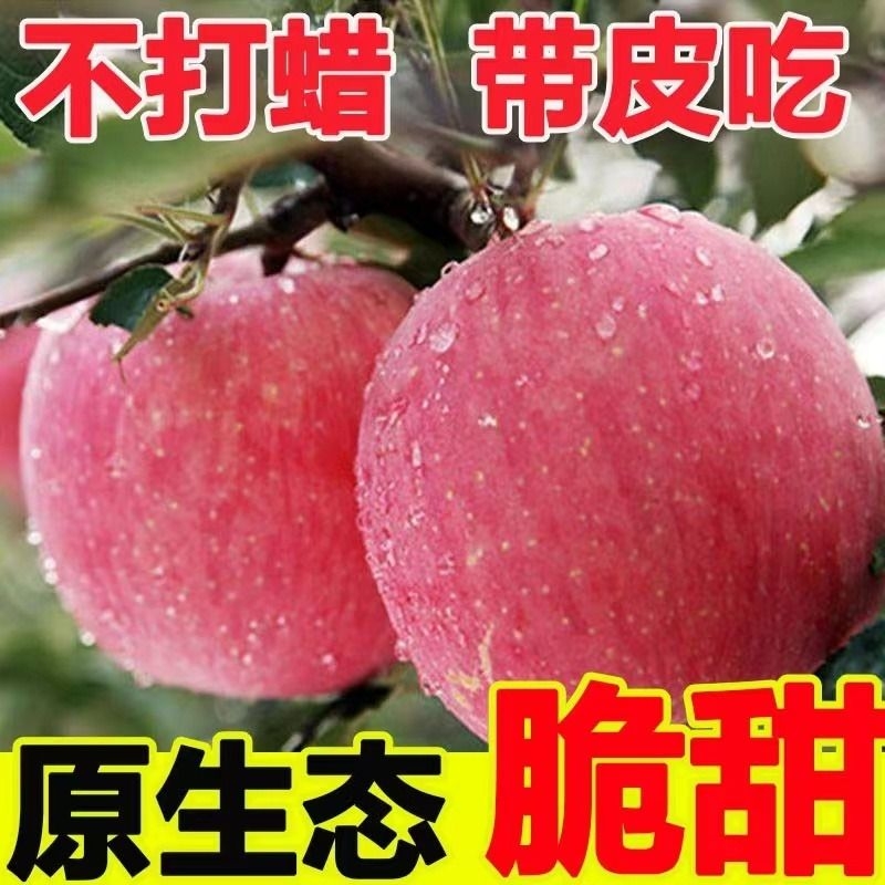 陕西当季水果红富士新鲜苹果冰糖心丑苹果整箱5斤特价批发自提