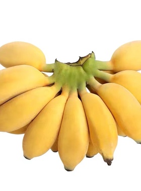 漳州土楼苹果蕉3/5斤小米蕉自然熟应季新鲜水果孕妇宝宝爱吃香甜