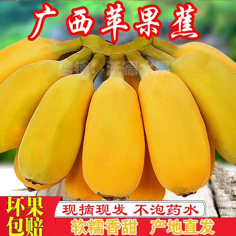 现摘现发正宗广西苹果蕉新鲜水果当季香蕉粉糯香甜芭蕉5/9斤包邮