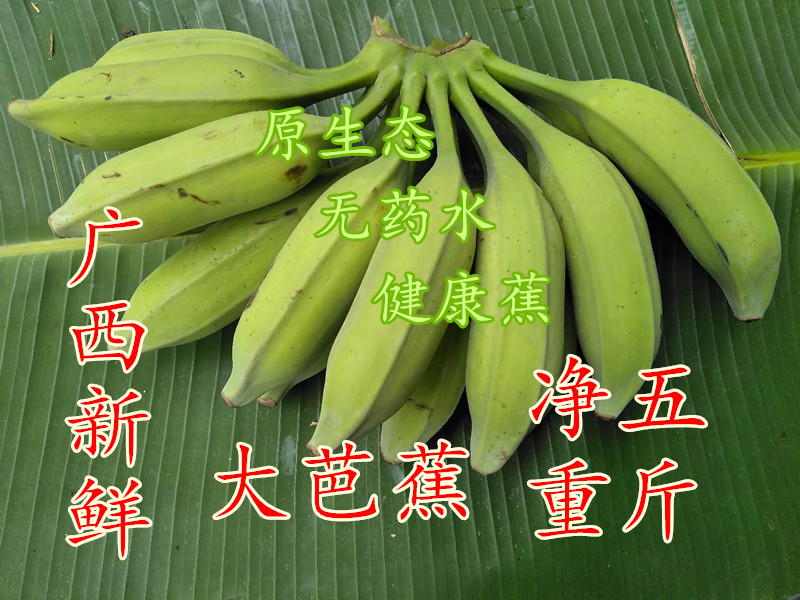 大芭蕉新鲜芭蕉香蕉新鲜水果芭蕉净重5斤大蕉牛角蕉 非苹果粉米蕉