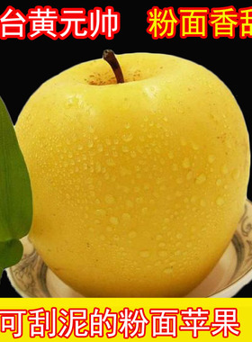 烟台黄元帅黄香蕉新鲜黄苹果水果粉面宝宝刮泥山东黄金帅5/10斤