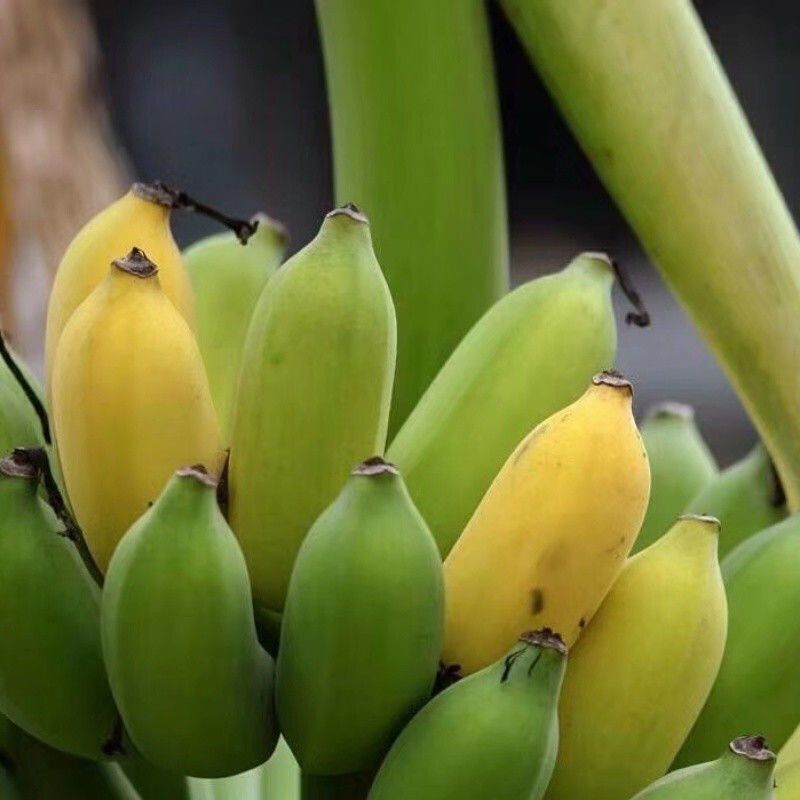现摘广西新鲜小米蕉9斤5斤3斤自然熟当季水果小香蕉芭蕉苹果蕉整