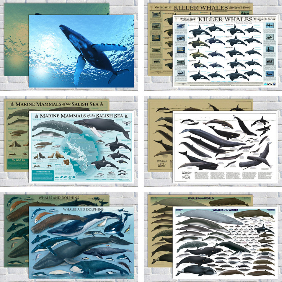 鲸鱼海报装饰画  海洋生物墙画 国家地理 儿童房学生书房动物挂画