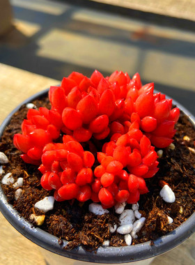 多肉植物纯露养红宝石群状态非常红颜色佳趣味窗台阳台吸甲醛容易