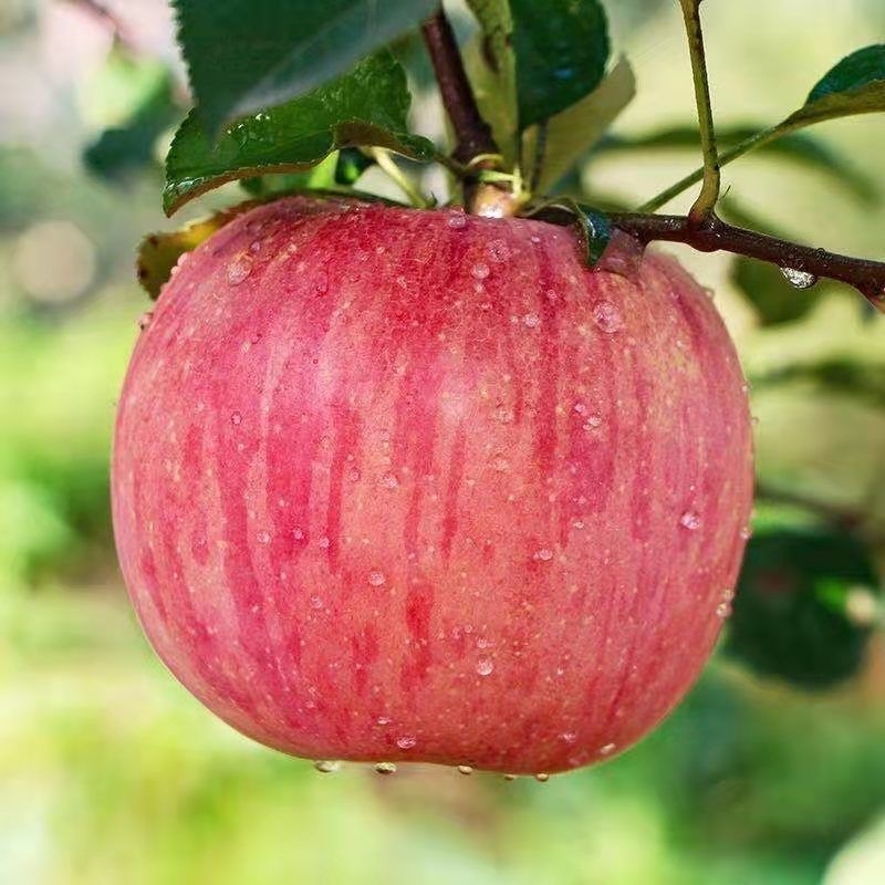 5斤正宗红富士苹果水果新鲜当季整箱时令脆甜孕妇冰糖心苹果批发