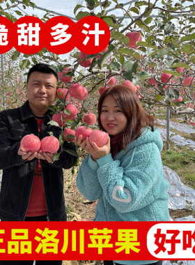 正宗脆甜陕西洛川苹果净重8.5斤红富士新鲜水果当季整箱包邮孕妇