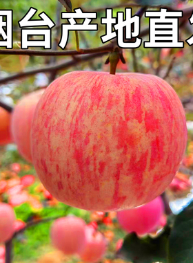 正宗山东烟台红富士苹果水果新鲜当季整箱5/10斤栖霞冰糖心丑苹果