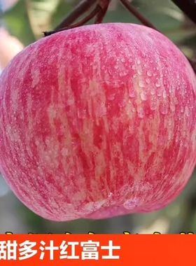 正宗山东烟台栖霞精品红富士苹果水果新鲜脆甜红应季产地直发一级