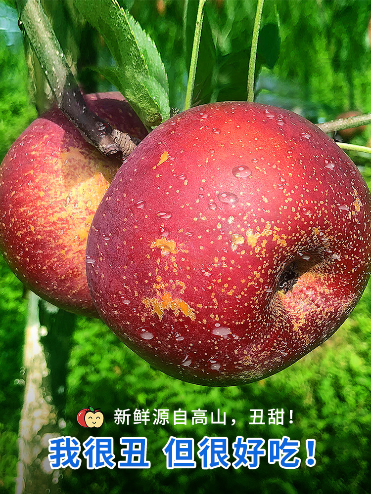 大凉山丑苹果10斤新鲜当季水果青盐源红富士冰糖心丑平果包邮整箱