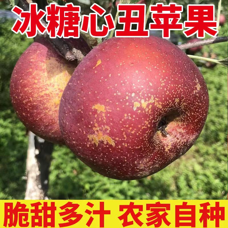 丑苹果苹果现摘新鲜膜袋红富士脆甜可口丑苹果营养丰富水果冰糖心