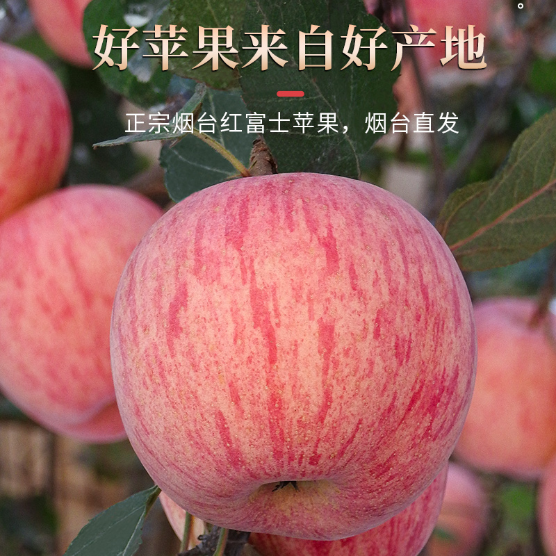 【直播推荐】正宗山东烟台红富士苹果新鲜水果整箱栖霞脆甜苹果