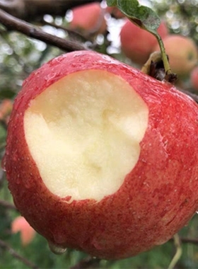 脆甜红富士苹果时令水果产地批发冰糖心丑苹果多汁上门自然果园