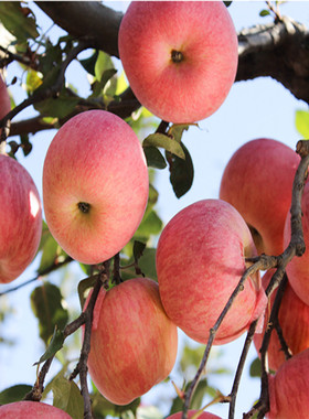 新鲜应季水果苹果膜袋红富士丑苹果脆甜多汁整箱十斤精选