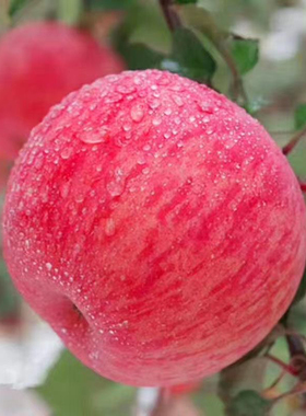 彤彤果园新鲜山东烟台栖霞红富士脆甜苹果水果10苹果5斤整箱包邮