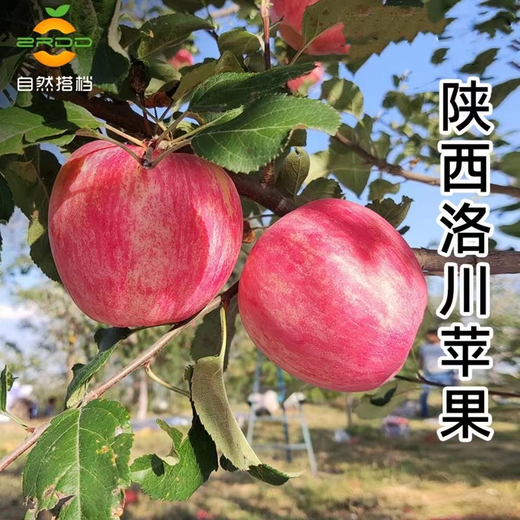 苹果新鲜水果陕西洛川苹果2.5kg自然搭档红富士