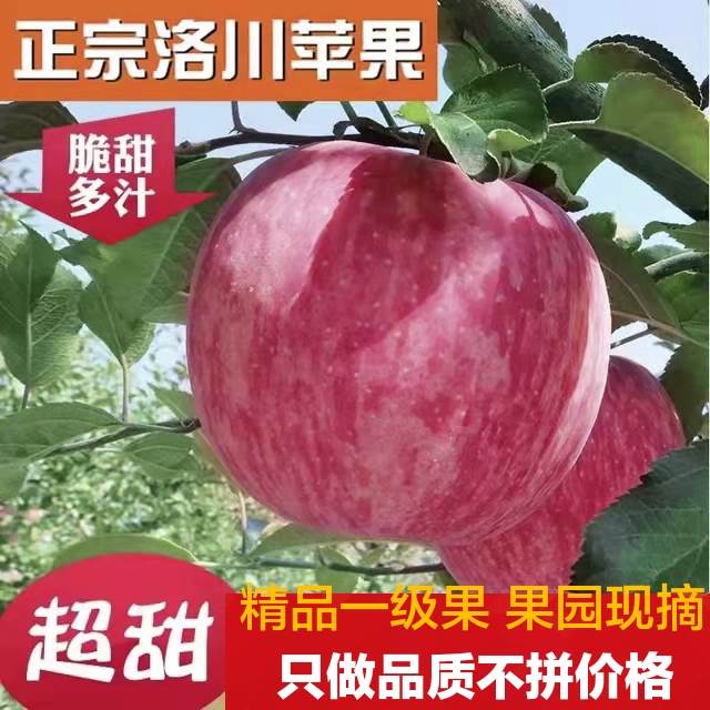 洛川苹果陕西正宗红富士新鲜水果脆甜10斤产地直发