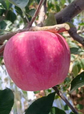 陕西红富士苹果2斤单果85mm+新鲜水果脆甜可口