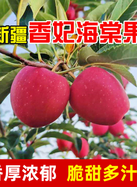 新疆香妃海棠果鸡心小苹果当季新鲜水果孕妇脆甜4斤整箱顺丰