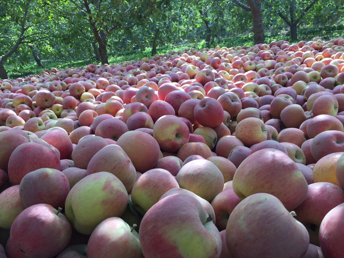 小果农正宗新疆阿克苏冰糖心苹果食用新鲜水果10斤整箱包邮农产品