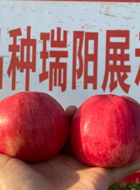 正宗新疆瑞阳苹果酥脆多汁 比红富士好吃新鲜水果当季