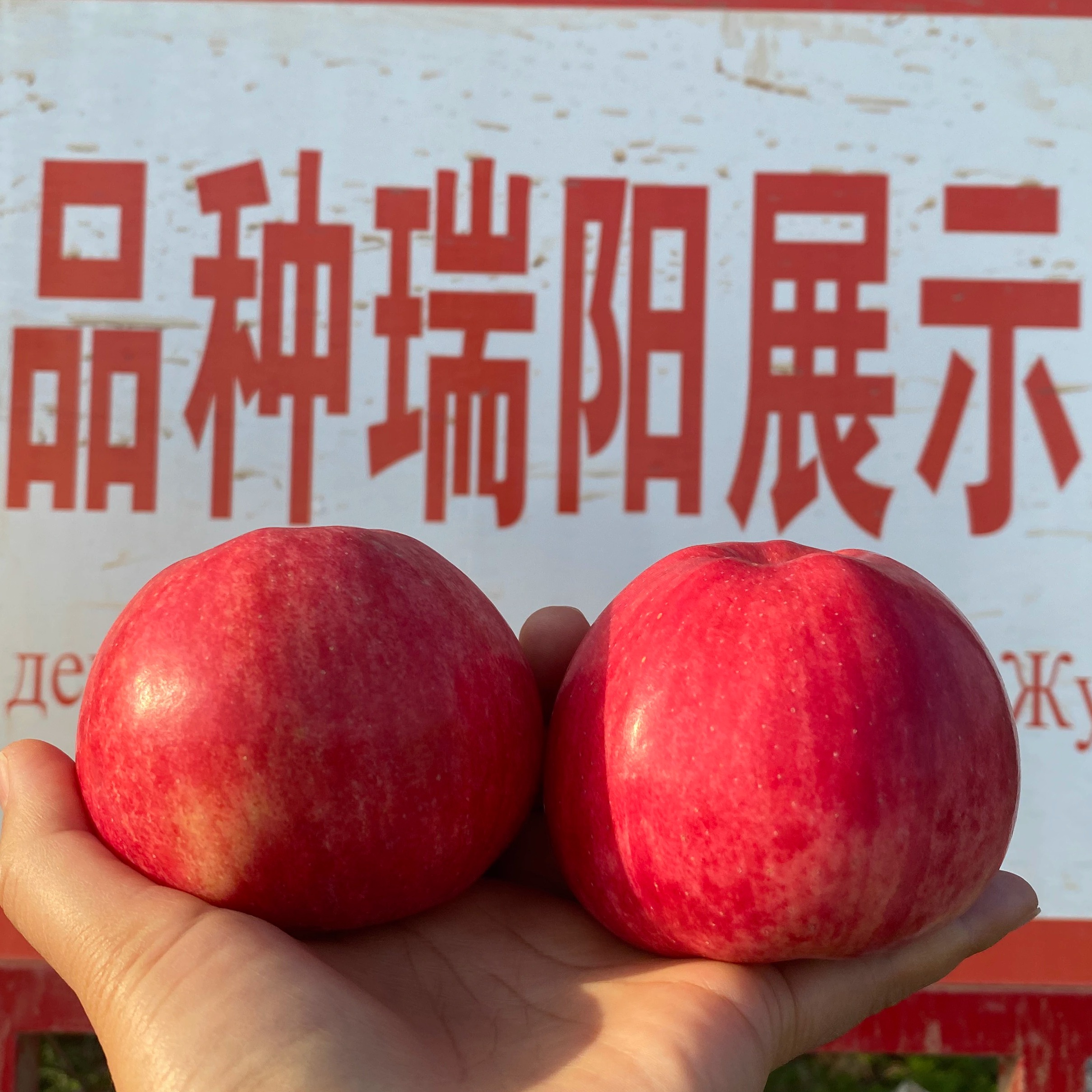 正宗新疆瑞阳苹果酥脆多汁 水分十足 比红富士好吃新鲜水果当季
