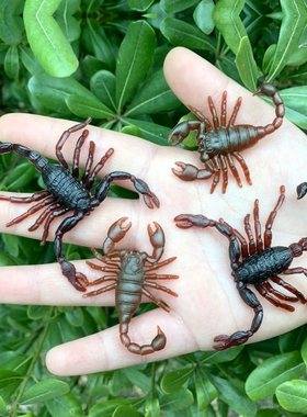 仿真大小蝎子幼儿园儿童玩具早教认知整人恶搞吓人塑胶假昆虫模型