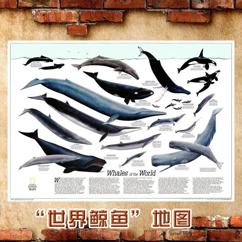 超大巨幅“世界鲸鱼” 图 科普画 儿童海报客厅书房海洋馆装饰画