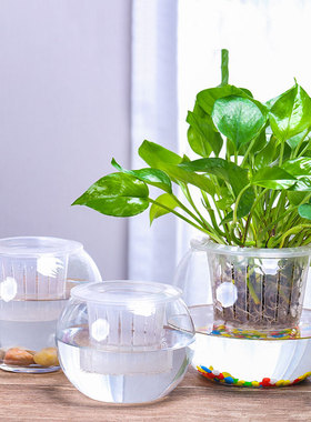 水培植物玻璃瓶绿萝花瓶花盆大号透明圆球鱼缸客厅桌面创意办公室