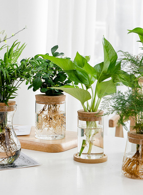 透明简约创意水培植物玻璃花瓶水养绿萝九里香罗汉松盆栽插花瓶