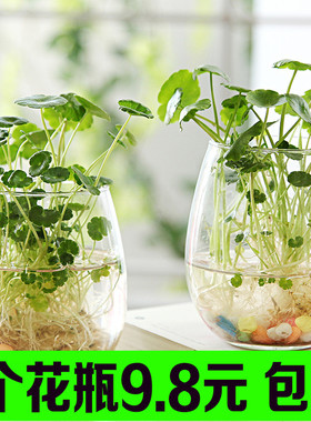 简约创意玻璃花瓶透明水培植物铜钱草花盆彩色风信子养绿萝玻璃瓶