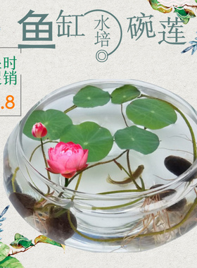 透明大号玻璃花瓶水培花盆金鱼缸水养植物碗莲 盆睡莲水仙盆花卉