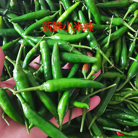 包邮小米辣新鲜一斤500克或1500克海南朝天椒青鬼椒农产品